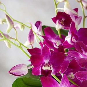 Orchid Embrace Judy S Village Flowers Foxboro Ma