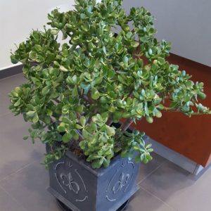 Jade large Clearance