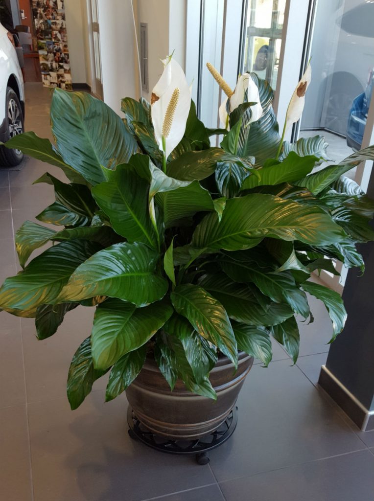 Peace Lily Spath  Extra Large Judy s Village Flowers