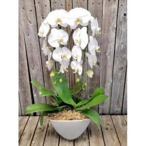 Orchid Plant Collection