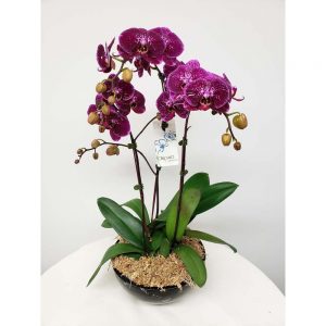 Elegant Orchid Garden In Purple Judy S Village Flowers