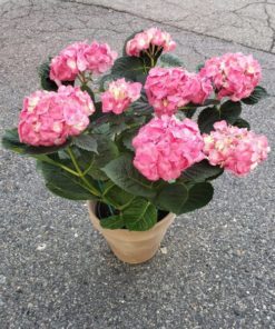 Blooming Love Hydrangea in Pink
