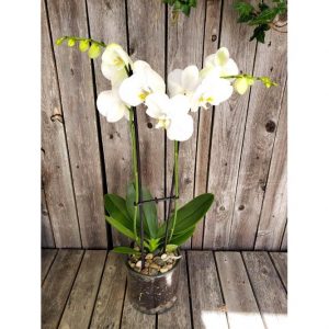 Double White Phalaenopsis in Glass