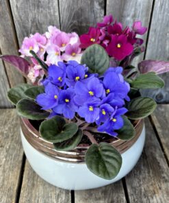 African Violet Trio
