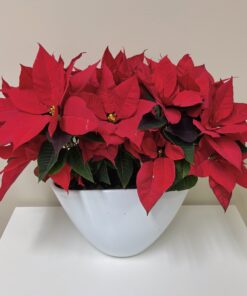 Trio of Red Poinsettias