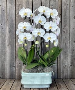 Triple Orchid Waterfall Planter - In White