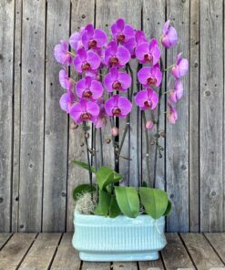 Triple Orchid Waterfall Planter - In Purple